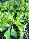 Mix of leaf lettuces growing on garden bed Royalty Free Stock Photo