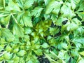 Mix of leaf lettuces growing on garden bed Royalty Free Stock Photo