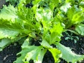 Mix of leaf lettuces growing on garden bed Royalty Free Stock Photo