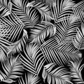 Leaves of palm tree on black background