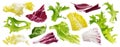 Mix of leaves with rucola, lettuce, radicchio, romano and green frize isolated on white background