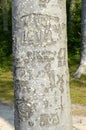 Periderm cuttings on a tree in the forest