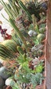 Mix of many succulents and cactus with sharp prickles and thorns Royalty Free Stock Photo