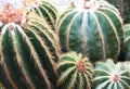 Mix of many succulents and cactus with very sharp prickles and t Royalty Free Stock Photo