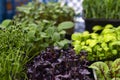 Mix of micro greens close-up. Microgreens of onions, basil and radishes Royalty Free Stock Photo