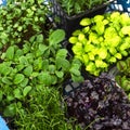 Mix of micro greens close-up. Microgreens of onions, basil and radishes Royalty Free Stock Photo
