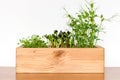 Mix of microgreens in the wooden pot. Homegrown mustard  sunflower and pea microgreen sprouts Royalty Free Stock Photo