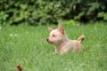 Mix of miniature pincher and pomeranian