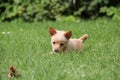 Mix of miniature pincher and pomeranian