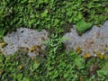 Mix moss growing on mois surface Royalty Free Stock Photo