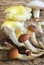 Mix of mushrooms Royalty Free Stock Photo