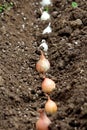 Mix of Onion or Allium cepa or Bulb onion or Common onion types from common to silverskin vegetable bulbs planted in a single row Royalty Free Stock Photo