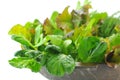 Mix organic salad leaves