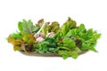 Mix organic salad leaves and garlic Royalty Free Stock Photo