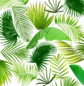 Mix palm leaf tree background Royalty Free Stock Photo