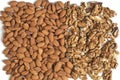 Mix of peeled walnuts and almonds. Royalty Free Stock Photo