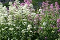 Mix of red Centranus ruber and white Centranthus alba