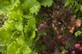 Mix of red and green lettuce leaves, on the garden, close-up Royalty Free Stock Photo