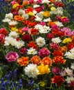 Mixed Color Spring Flowers