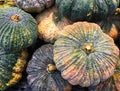 Mix ripe and raw big pumpkin in autumn harvest. Rough skin and dry stalk Royalty Free Stock Photo