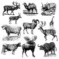 Mix of ruminant animal illustrations Royalty Free Stock Photo