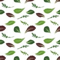 Mix of salad leaves. Arugula, spinach, lettuce leaf, watercress and radicchio. Seamless pattern. Vector illustration.