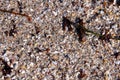 Mix of seaweed, shells, sand, pebbles - Background Royalty Free Stock Photo
