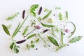 Mix of spices and Fresh garden herbs, pea and bean pod, basil, bay leaf, chives, rosemary, lovage,glechoma on