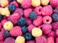 Mix three varieties of raspberries Royalty Free Stock Photo