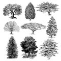 Collection of vintage tree illustrations