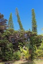 Mix of trees in Isle of Pines, New Caledonia, South Pacific Royalty Free Stock Photo