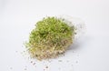 Mix of various sprouts scattered on wooden background Royalty Free Stock Photo