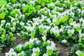 A mix of various white and green pansies. The flower bed is planted with pansies with yellow and green petals.