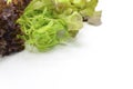 Mix vegetable background Royalty Free Stock Photo