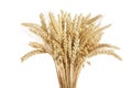 Mix of wheat ears, rye, barley and oats on white background Royalty Free Stock Photo