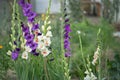 Mix of white and dark-purple gladiolus flowers in a garden.