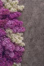 Mix white and purple lilac on dark background, spring blooming plant, place for text Royalty Free Stock Photo