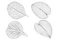 Skeletal Leaves line design on white background