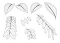 Leaves line design lined pattern black on white background Royalty Free Stock Photo