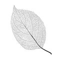 Leaves line design lined pattern black on white background illustration Royalty Free Stock Photo