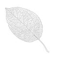 Leaves line design lined pattern black on white background illustration Royalty Free Stock Photo