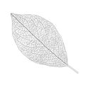 Leaves line design lined pattern black on white background illustration Royalty Free Stock Photo