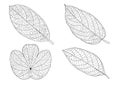 Leaves line and Single leaf on white background