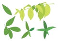 Green leaves are a bouquet Fresh illustration Royalty Free Stock Photo