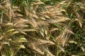 a mix of yellow and green cereal ears, rye and wheat, barley Royalty Free Stock Photo