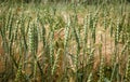 mix of yellow-green stalks of wheat and barley