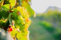 Young and Ripe grapes on vine at wineyard before harvesting Royalty Free Stock Photo