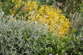 Mixborder with dwarf periwinkle Vinca minor, boreal chickweed Cerastium biebersteinii and yellow flowers