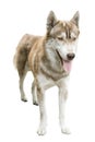 Mixbreed Syberian husky dog