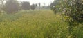 Mixed Agriculture field green cropping for grain and fruit on bank of roads in navkarhi madhubani bihar India